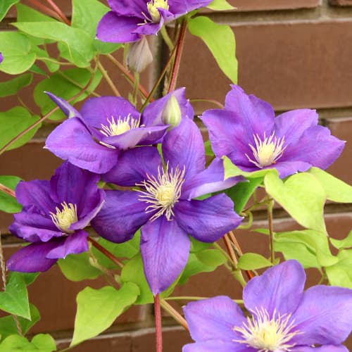 Plamienok Kaczynski obrázok 1 artikel 5875