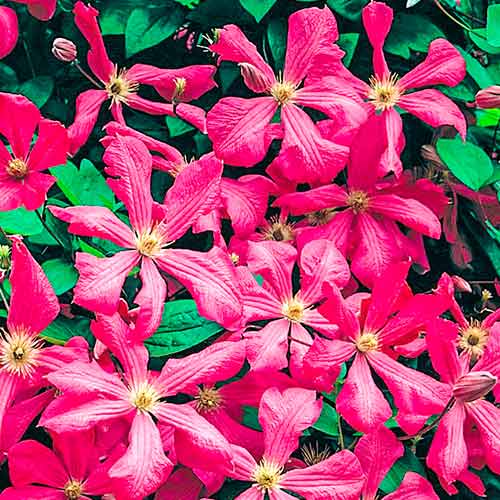 Plamienok Kermesina obrázok 1 artikel 4766