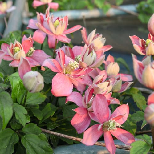 Plamienok Marjorie, P9 obrázok 1 artikel 5874