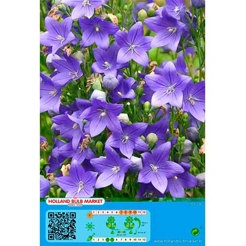 Platycodon Blue artikel fotografia 1 Platycodon Blue obrázok 1 artikel 76497
