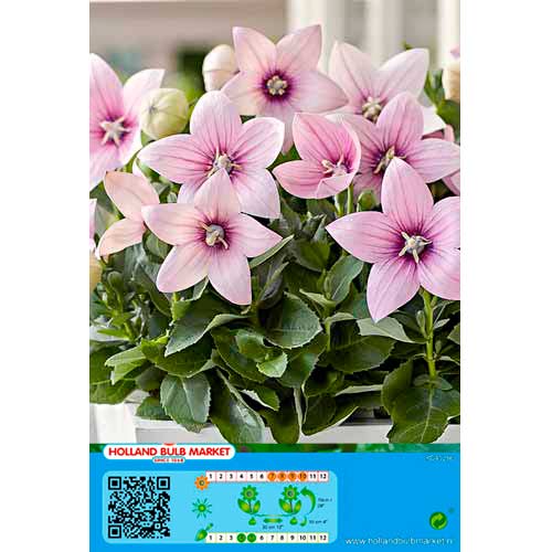 Platycodon Pink obrázok 1 artikel 76498