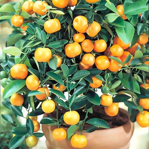 Pomarančovník Panama Orange artikel fotografia 1 Pomarančovník Panama Orange obrázok 1 artikel 76645