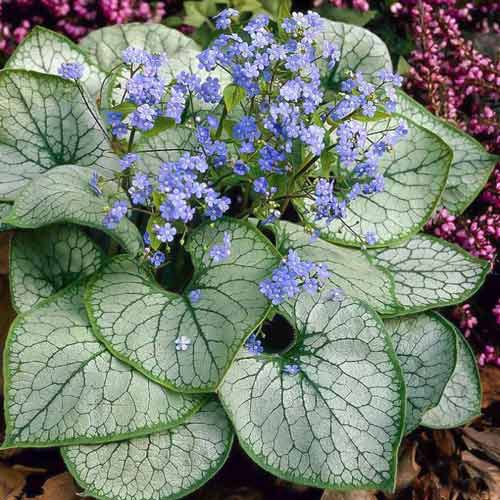 Pomněnkovec velkolistý obrázok 1 artikel 70360