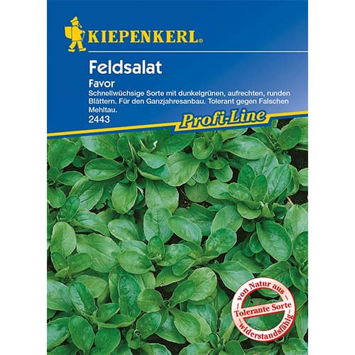 Poľný šalát Favor artikel fotografia 1 Poľný šalát Favor obrázok 1 artikel 86449