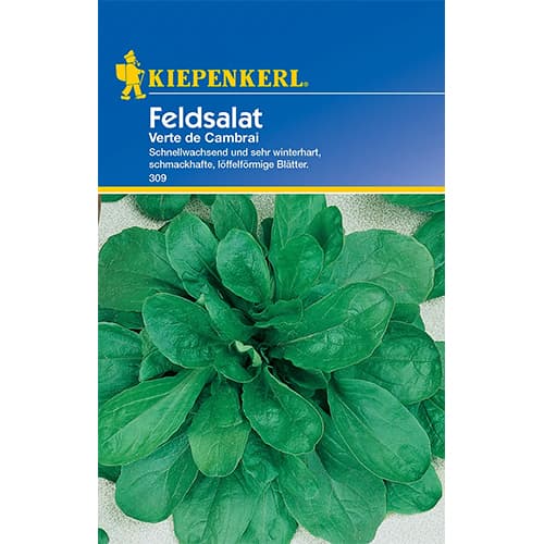 Poľný šalát Verte de Cambrai artikel fotografia 1 Poľný šalát Verte de Cambrai obrázok 1 artikel 77493