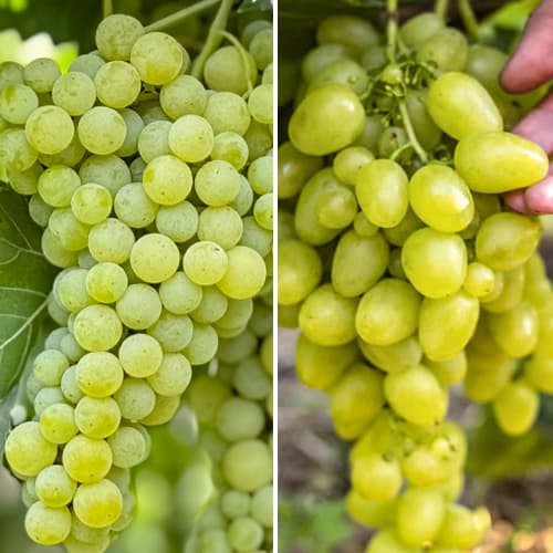 Promo Set! Sada veľmi ranného viniča, 2 odrody obrázok 1 artikel 6168