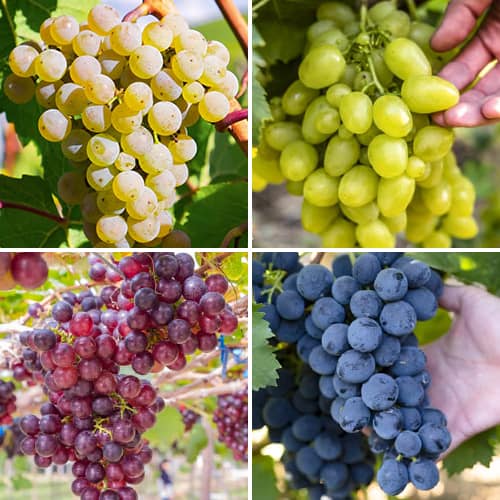 Promo Set! Sada viniča Hroznový sorbet, 4 sadenice obrázok 1 artikel 6166