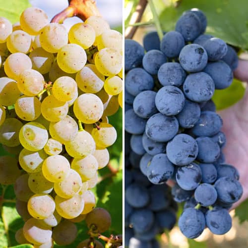 Promo Set! Sada viniča Maxi, 2 sadenice obrázok 1 artikel 6165