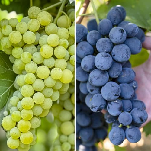 Promo Set! Sada viniča super mrazuvzdorný, 2 odrody obrázok 1 artikel 6167