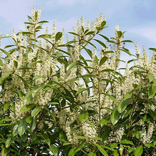 Prunus laurocerasus Rotundifolia, С2 obrázok 1 artikel 7797