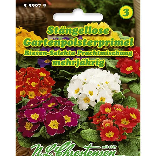 Prvosienka obyčajná, zmes obrázok 1 artikel 86181