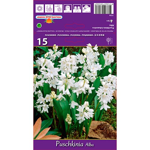 Puškínia Libanotica Alba artikel fotografia 1 Puškínia Libanotica Alba obrázok 1 artikel 67444