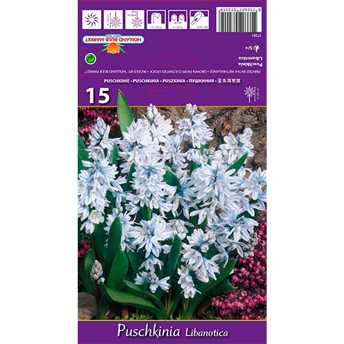 Puškínia Libanotica obrázok 1 artikel 67677