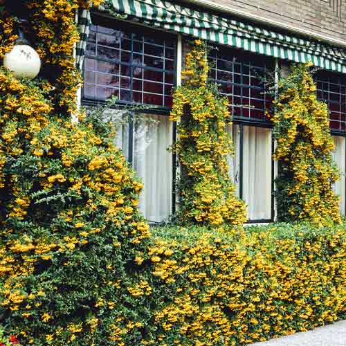 Pyracantha Golden Charmer, C3 artikel fotografia 1 Pyracantha Golden Charmer, C3 obrázok 1 artikel 7727