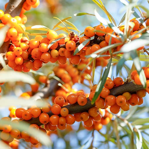 Rakytník rešetliakový Nivelana, P9 obrázok 1 artikel 5857