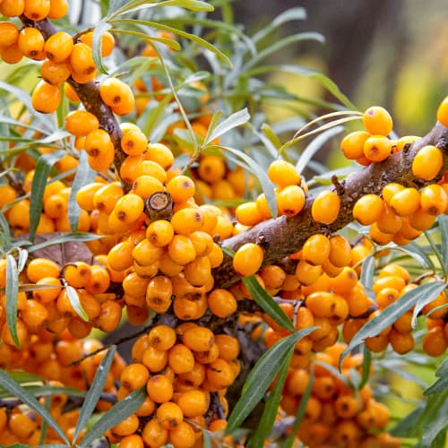 Rakytník rešetliakový, P9 obrázok 1 artikel 8282