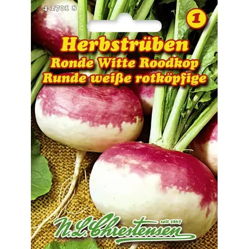 Ріпа Ronde Witte Roodkop artikel fotografia 1 Ріпа Ronde Witte Roodkop obrázok 1 artikel 96477