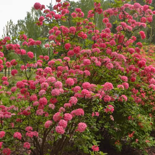 Rhododendron Homebush, С2 obrázok 1 artikel 8263