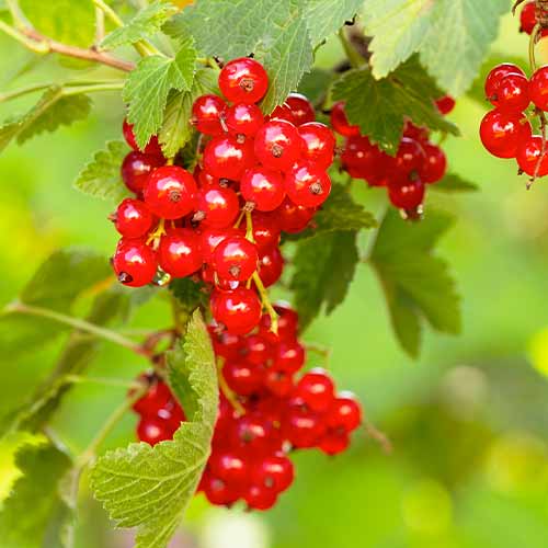 Ríbezľa červená Rovada, Р9 obrázok 1 artikel 7570