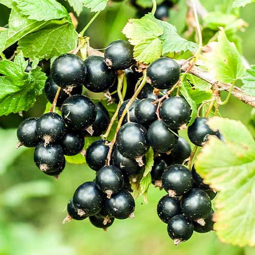 Ríbezľa čierná Big Ben, Р9 obrázok 1 artikel 7575