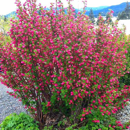 Ríbezľa King Edward VII obrázok 1 artikel 76655