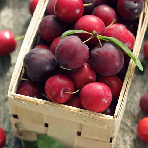 Ringlota Koromila artikel fotografia 1 Ringlota Koromila obrázok 1 artikel 4859