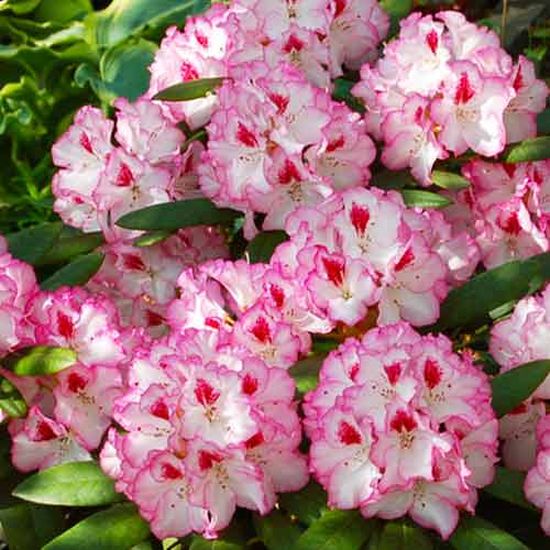 Rododendron Danuta artikel fotografia 1 Rododendron Danuta obrázok 1 artikel 4791