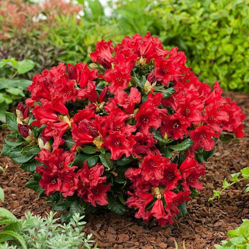 Rododendron Doloroso, C2 obrázok 1 artikel 1578