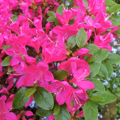 Rododendron Geisha Purple artikel fotografia 1 Rododendron Geisha Purple obrázok 1 artikel 9554