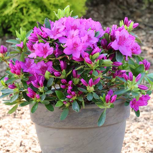 Rododendron Konigstein, P9 obrázok 1 artikel 5643