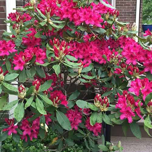 Rododendron Nova Zembla obrázok 1 artikel 4796