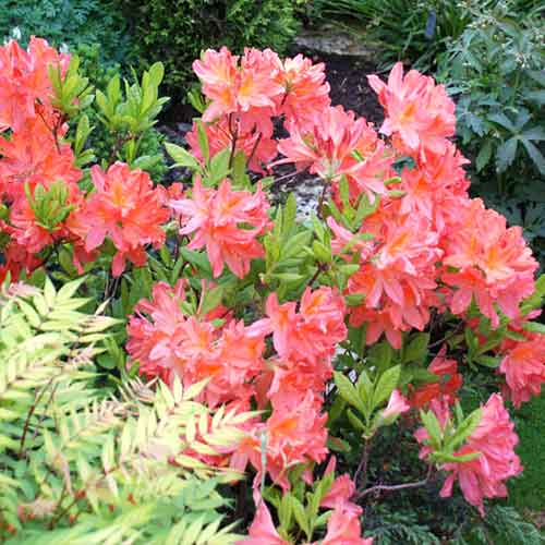 Rododendron Parkfeuer obrázok 1 artikel 4799