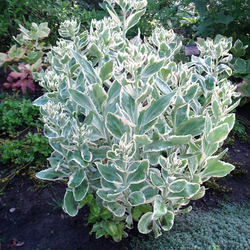 Rozchodník Frosty Morn obrázok 1 artikel 70487