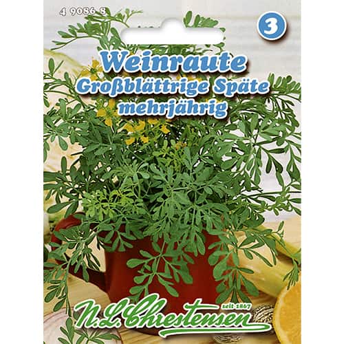 Ruta voňavá (Ruta graveolens) obrázok 1 artikel 86022