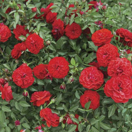 Ruža mini Big Bang®, C5 obrázok 1 artikel 5552