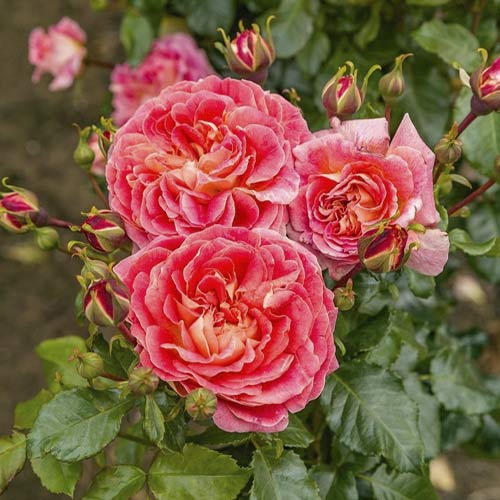 Ruža floribunda Designer Sunset®, C3 obrázok 1 artikel 4984