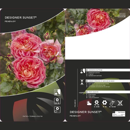 Ruža floribunda Designer Sunset®, C3 obrázok 2 artikel 4984