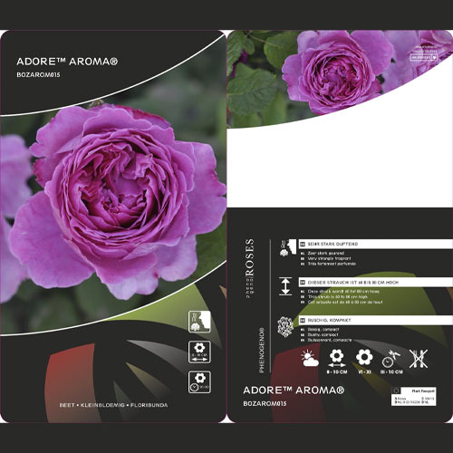 Ruža floribunda Adore Aroma®, С3 artikel fotografia 3 Ruža floribunda Adore Aroma®, С3 obrázok 3 artikel 2065