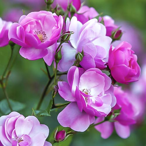 Ruža floribunda Angelica obrázok 1 artikel 6203