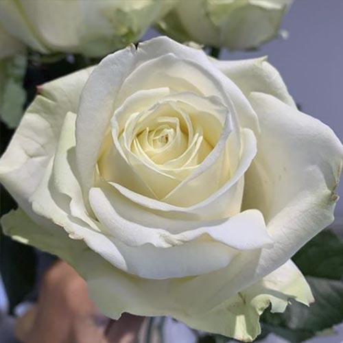 Ruža floribunda Avalanche obrázok 1 artikel 6205