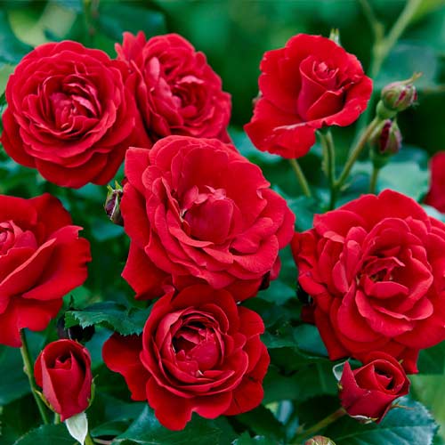 Ruža floribunda Bordo obrázok 1 artikel 5880