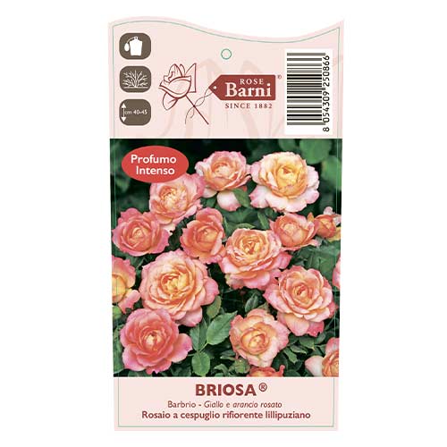Ruža floribunda Briosa®, C5 obrázok 4 artikel 6149