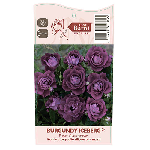 Ruža floribunda Burgundy Iceberg®, C5 obrázok 5 artikel 6146
