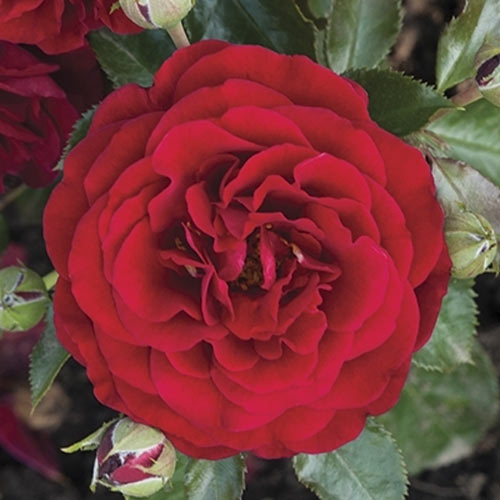 Ruža floribunda Chic™ Fashion ®, С3 obrázok 2 artikel 6172