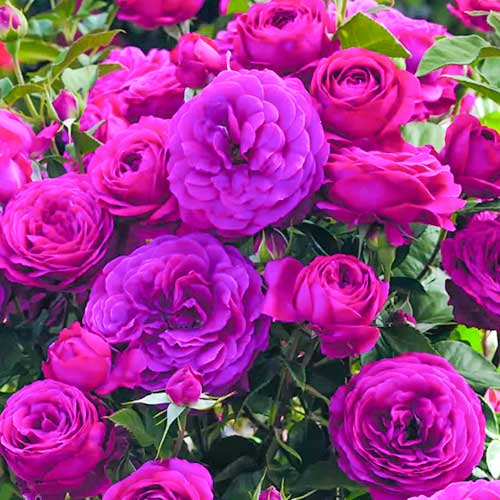 Ruža floribunda Dark Pink obrázok 1 artikel 5882