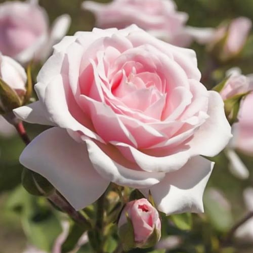 Ruža floribunda Diadem obrázok 1 artikel 6207