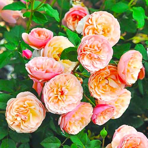 Ruža floribunda Eveline Wild obrázok 1 artikel 4995