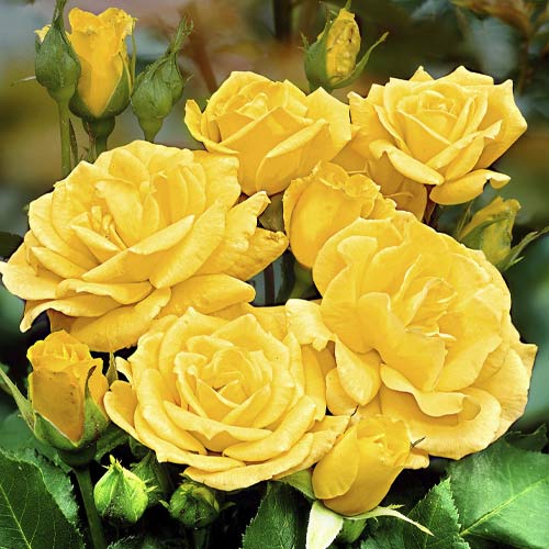 Ruža floribunda Friesia obrázok 1 artikel 6209