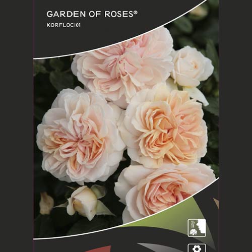 Ruža floribunda Garden of Roses®, C5 artikel fotografia 2 Ruža floribunda Garden of Roses®, C5 obrázok 2 artikel 5822