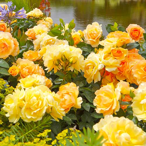 Ruža floribunda Hansestadt Rostock® obrázok 1 artikel 5508